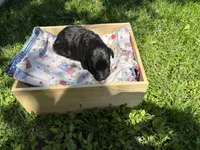 Will, a male Pyredoodle for sale in Kansas City, MO – Photo 4 of 6