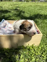 Wayne, a male Pyredoodle for sale in Kansas City, MO – Photo 5 of 5