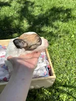 Wayne, a male Pyredoodle for sale in Kansas City, MO – Photo 4 of 5