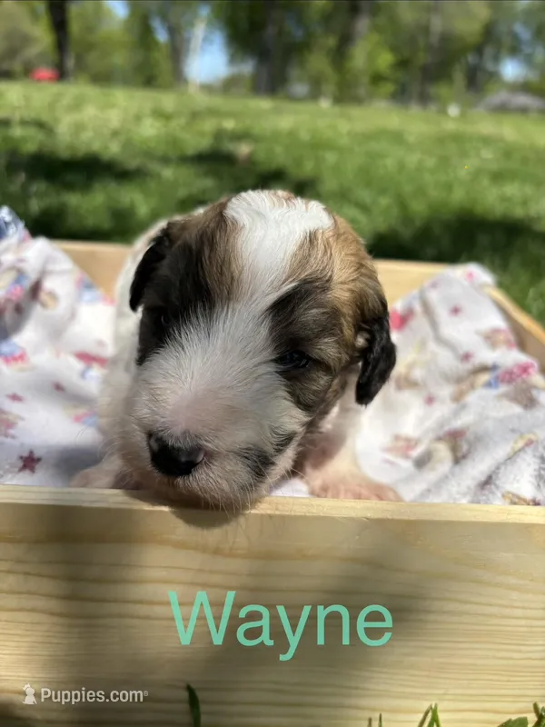 Wayne – Pyredoodle puppy for sale in Kansas City, MO