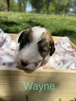 Wayne, a male Pyredoodle for sale in Kansas City, MO – Photo 1 of 5