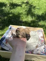 Wayne, a male Pyredoodle for sale in Kansas City, MO – Photo 3 of 5