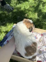 Wayne, a male Pyredoodle for sale in Kansas City, MO – Photo 2 of 5