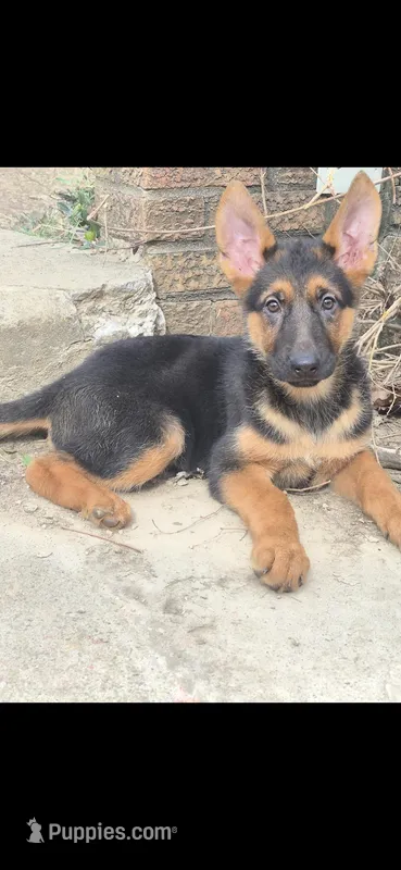 German Shepherd – German Shepherd Dog puppy for sale in Cincinnati, OH