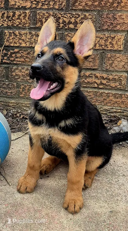 German Shepherd – German Shepherd Dog puppy for sale in Cincinnati, OH