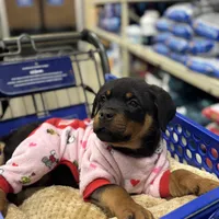 Zoey, a female Rottweiler for sale in SeaTac, WA – Photo 3 of 9
