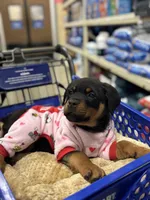 Zoey, a female Rottweiler for sale in SeaTac, WA – Photo 3 of 9