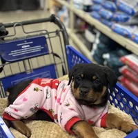 Zoey, a female Rottweiler for sale in SeaTac, WA – Photo 7 of 9