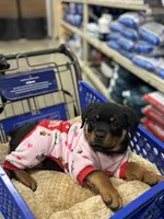 Zoey, a female Rottweiler for sale in SeaTac, WA – Photo 7 of 9