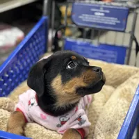 Zoey, a female Rottweiler for sale in SeaTac, WA – Photo 4 of 9