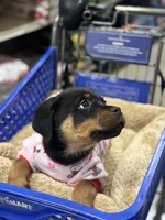 Zoey, a female Rottweiler for sale in SeaTac, WA – Photo 4 of 9