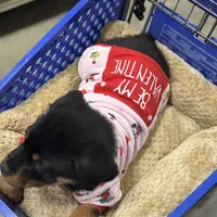 Zoey, a female Rottweiler for sale in SeaTac, WA – Photo 9 of 9