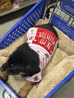 Zoey, a female Rottweiler for sale in SeaTac, WA – Photo 9 of 9