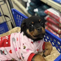 Zoey, a female Rottweiler for sale in SeaTac, WA – Photo 6 of 9