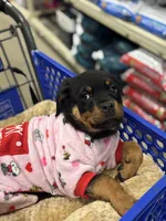 Zoey, a female Rottweiler for sale in SeaTac, WA – Photo 6 of 9