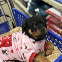Zoey, a female Rottweiler for sale in SeaTac, WA – Photo 5 of 9