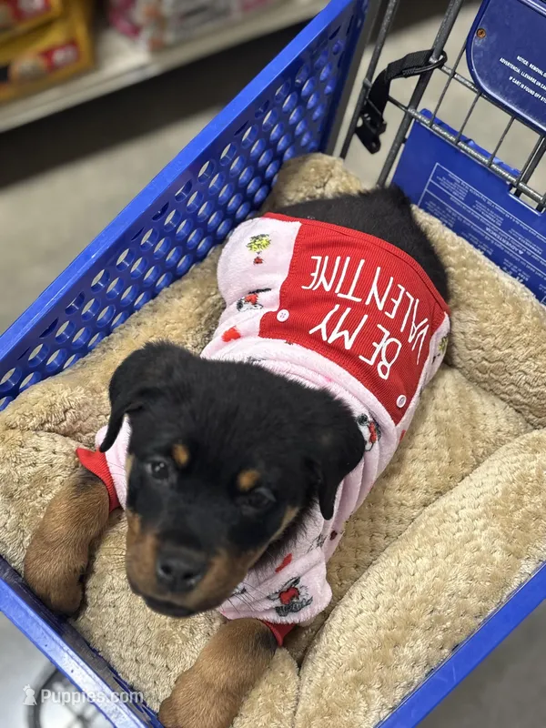 Zoey, a female Rottweiler for sale in SeaTac, WA – Photo 1 of 9