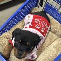 Zoey, a female Rottweiler for sale in SeaTac, WA – Photo 1 of 9