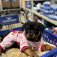 Zoey, a female Rottweiler for sale in SeaTac, WA – Photo 2 of 9