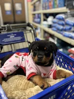 Zoey, a female Rottweiler for sale in SeaTac, WA – Photo 2 of 9