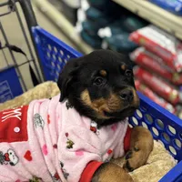 Zoey, a female Rottweiler for sale in SeaTac, WA – Photo 8 of 9