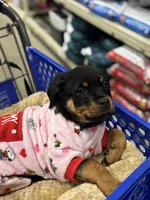 Zoey, a female Rottweiler for sale in SeaTac, WA – Photo 8 of 9