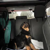 Pumpkin, a female Rottweiler for sale in SeaTac, WA – Photo 2 of 5