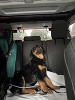 Pumpkin, a female Rottweiler for sale in SeaTac, WA – Photo 2 of 5