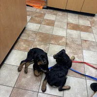 Pumpkin, a female Rottweiler for sale in SeaTac, WA – Photo 5 of 5