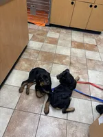 Pumpkin, a female Rottweiler for sale in SeaTac, WA – Photo 5 of 5