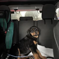 Pumpkin, a female Rottweiler for sale in SeaTac, WA – Photo 1 of 5