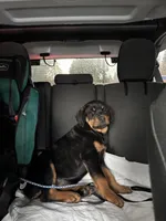 Pumpkin, a female Rottweiler for sale in SeaTac, WA – Photo 1 of 5