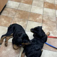 Pumpkin, a female Rottweiler for sale in SeaTac, WA – Photo 4 of 5