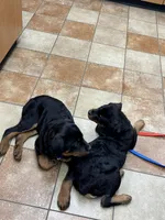 Pumpkin, a female Rottweiler for sale in SeaTac, WA – Photo 4 of 5