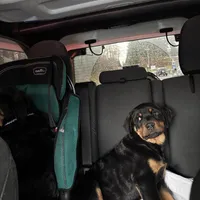 Pumpkin, a female Rottweiler for sale in SeaTac, WA – Photo 3 of 5