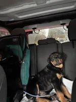 Pumpkin, a female Rottweiler for sale in SeaTac, WA – Photo 3 of 5