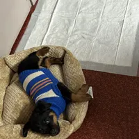 Trigger, a male Rottweiler for sale in SeaTac, WA – Photo 3 of 4