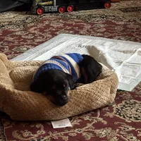 Trigger, a male Rottweiler for sale in SeaTac, WA – Photo 2 of 4