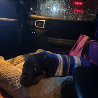 Trigger, a male Rottweiler for sale in SeaTac, WA – Photo 4 of 4