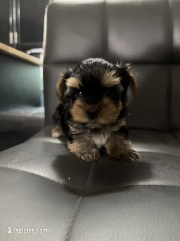 Noo-Noo – Yorkshire Terrier puppy for sale in Woodsfield, OH