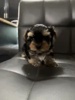 Noo-Noo, a male Yorkshire Terrier for sale in Woodsfield, OH – 1 of 4