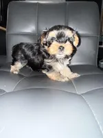 Noo-Noo, a male Yorkshire Terrier for sale in Woodsfield, OH – 2 of 4