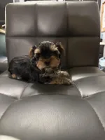 Noo-Noo, a male Yorkshire Terrier for sale in Woodsfield, OH – 4 of 4