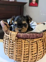 Noo-Noo, a male Yorkshire Terrier for sale in Woodsfield, OH – 3 of 4