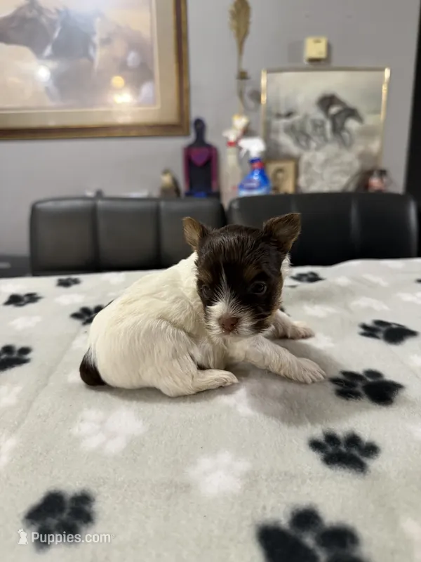 Salt – Yorkshire Terrier puppy for sale in Woodsfield, OH