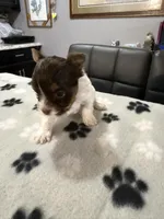 Salt, a female Yorkshire Terrier for sale in Woodsfield, OH – 3 of 3