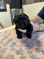 Midnight , a male Shorkie for sale in Woodsfield, OH – Photo 3 of 5