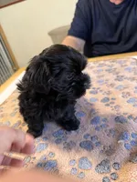 Midnight , a male Shorkie for sale in Woodsfield, OH – Photo 5 of 5