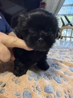 Midnight , a male Shorkie for sale in Woodsfield, OH – Photo 4 of 5