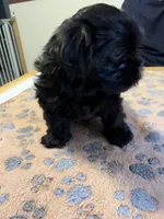 Midnight , a male Shorkie for sale in Woodsfield, OH – Photo 2 of 5